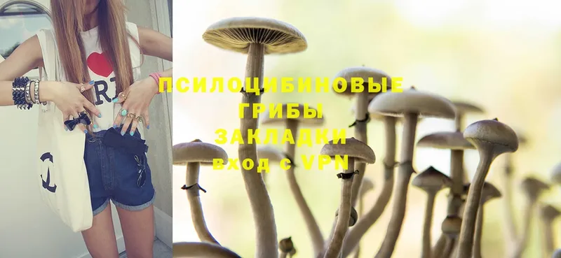 Псилоцибиновые грибы Cubensis  Елец 